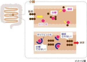 ポリフェノールがリパーゼを邪魔して脂肪の分解を抑える様子。クロロタンニンはポリフェノールの一種。出典:理研ビタミン https://www.rikenvitamin.jp/healthcare/ascophyllum/